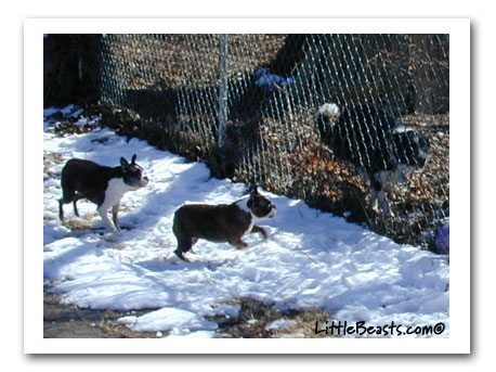 Bergamot & Emrys boston terriers run