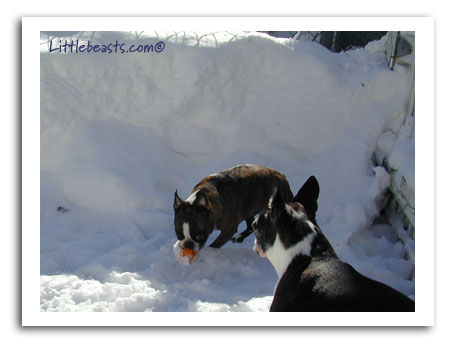 Emrys and Bergamot in the snow