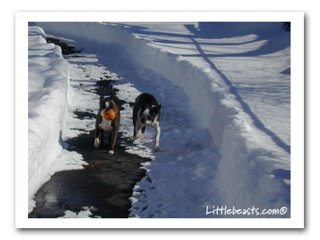 Boston Terriers play in snow