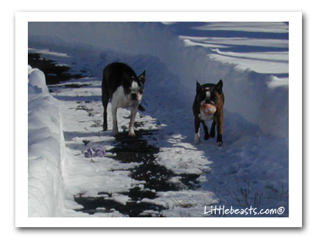 Boston Terriers play in snow