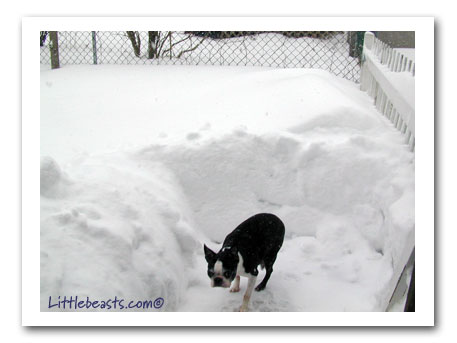 boston terrier in snow