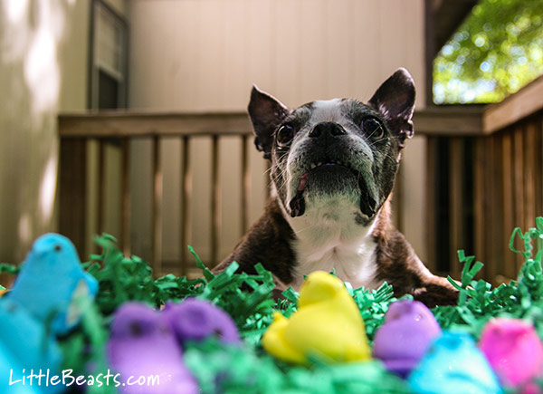 All Your Peeps Are Belong To Us!
