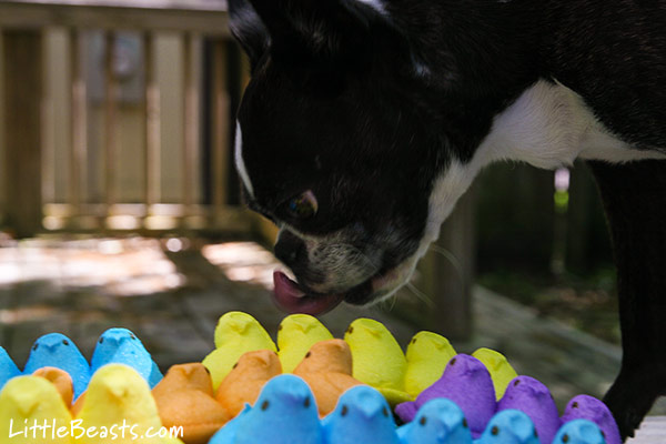 "I'm just going to taste them...to see if they are done."