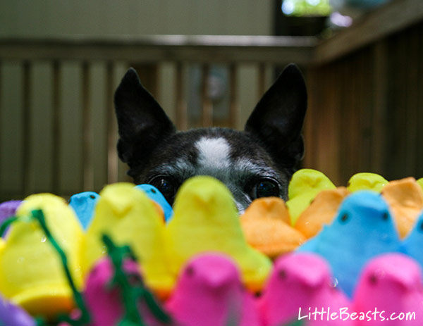 Peep Peek