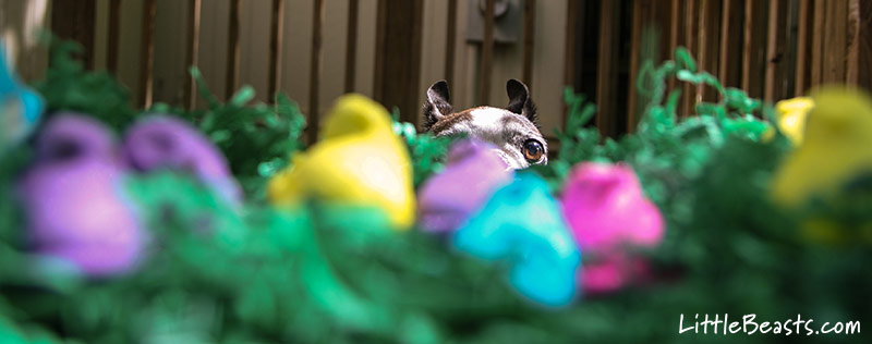 It's Spring! The Peeps have arrived!