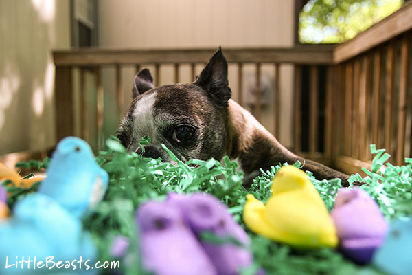 Brandi samples a pink peep.