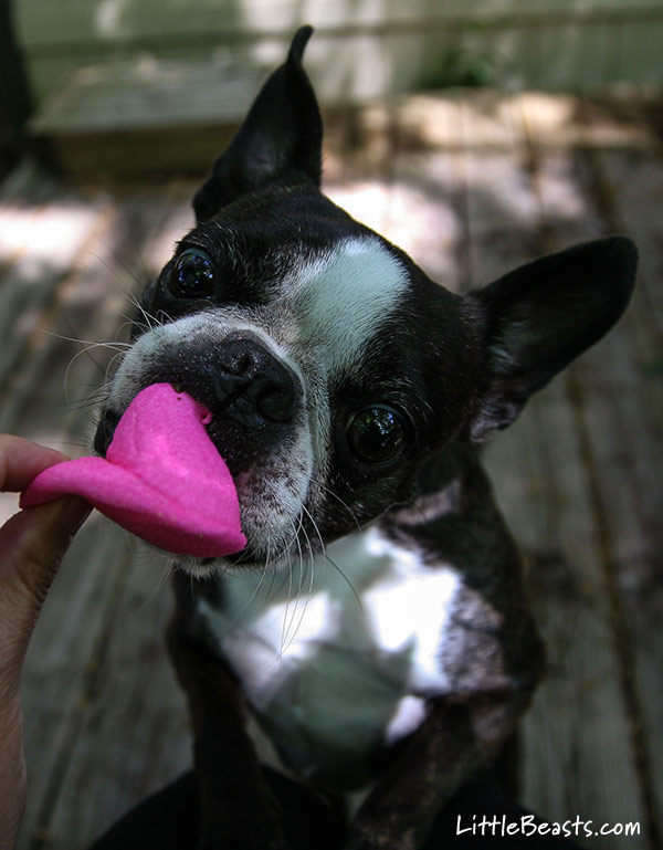 Brandi samples a pink peep.