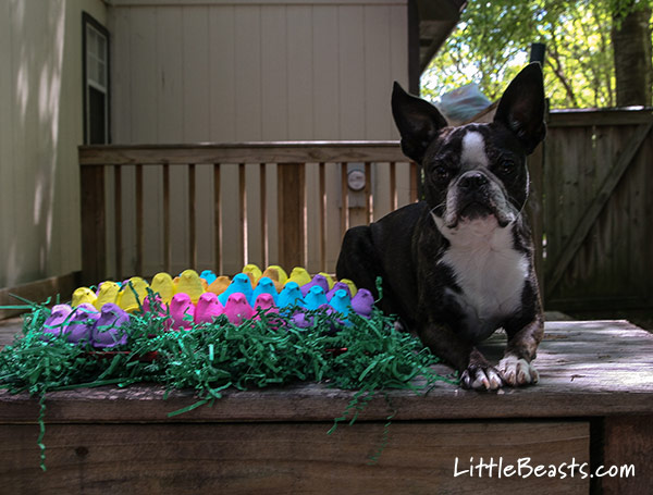 Brandi sez: "My Peeps have hatched!"