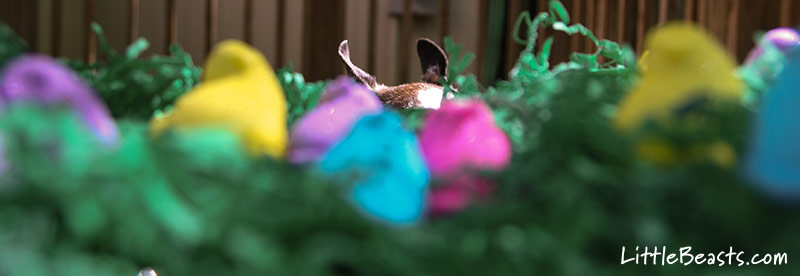 Cue the Jaws music...Is it Shark Week or Spring?