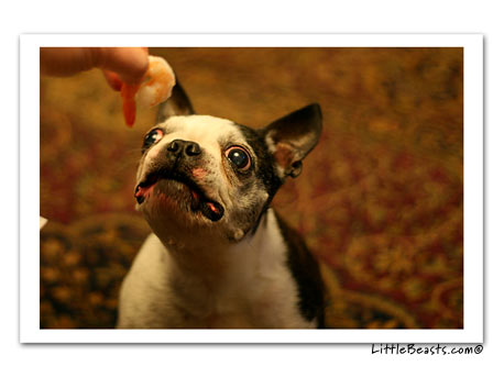 boston terrier and shrimp