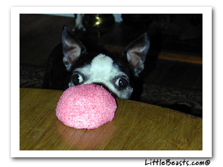 bergamot & the snowball