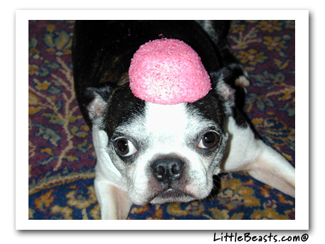 Boston Terrier & snowball on head