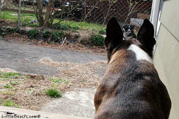 Emrys looks for Spring