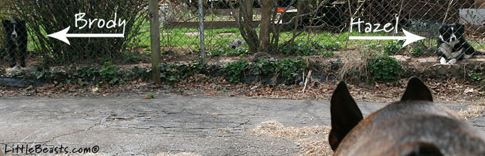 meet Brody Stalker Collie in Training