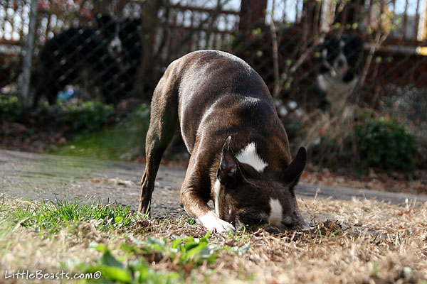 Emrys eats spring dirt
