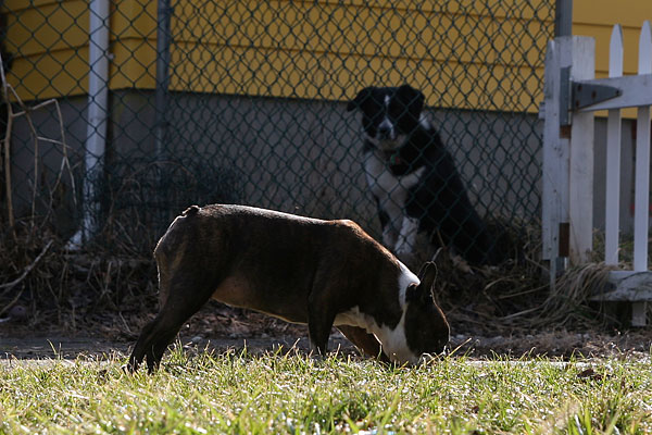 emrys is oblivious of her stalker collie