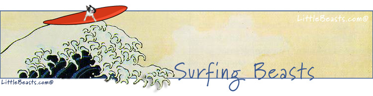 boston terriers surfing 