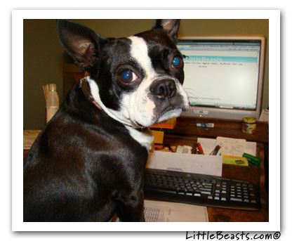 surfing boston terrier madison