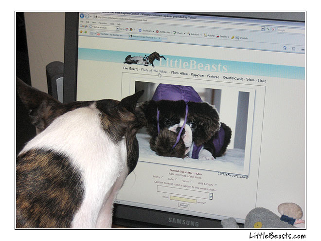 boston terrier teagan