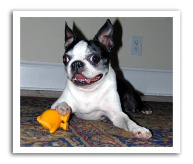 Dog Toy Reviews Toys Tested By