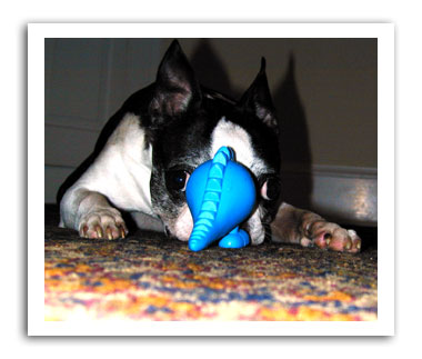 Dog Toy Reviews Toys Tested By