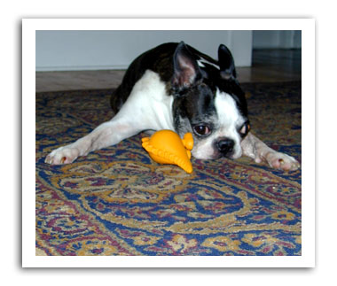 Dog Toy Reviews Toys Tested By