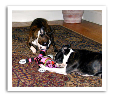 B&E test mean kitty