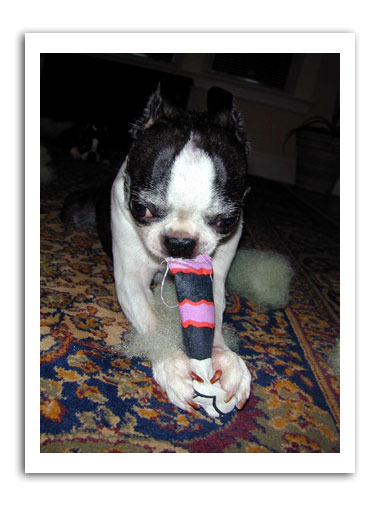 beefy chews an arm