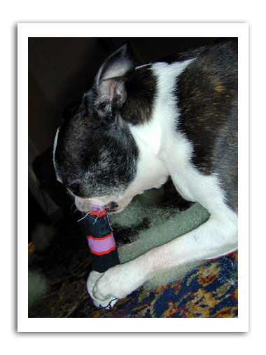 mean kitty toy test review