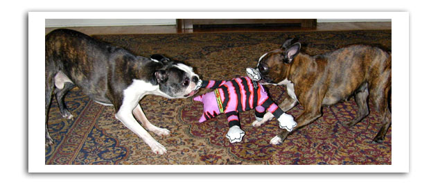 mean kitty toy test review tug