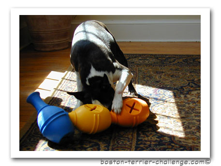 dog toy test canine genius