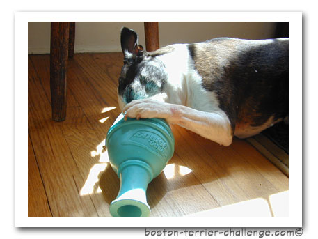 dog toy test canine genius