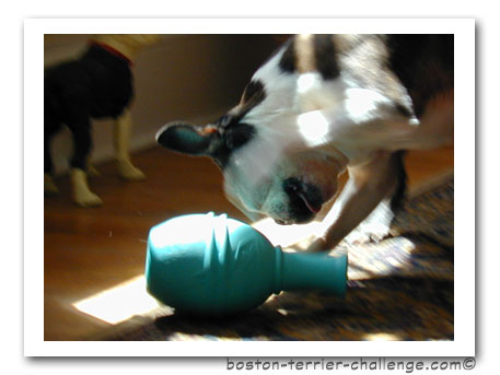 dog toy test canine genius