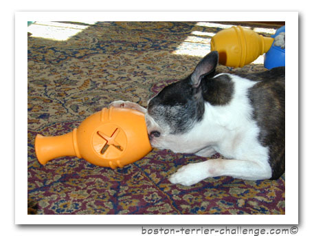 dog toy test canine genius