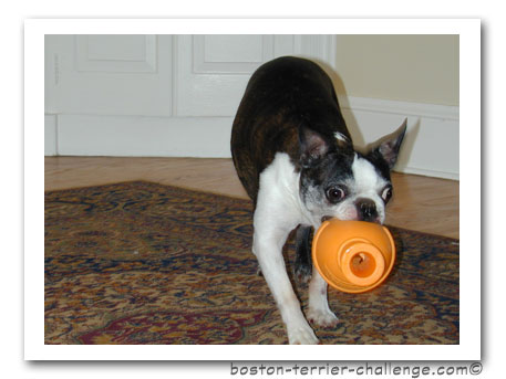 dog toy test canine genius