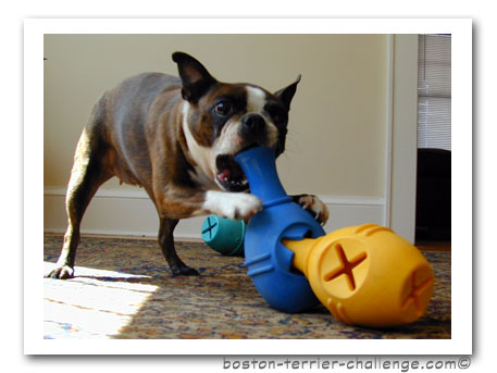 Dog Toy Reviews Dog Toys Tested by Boston Terriers Canie Genius Leo