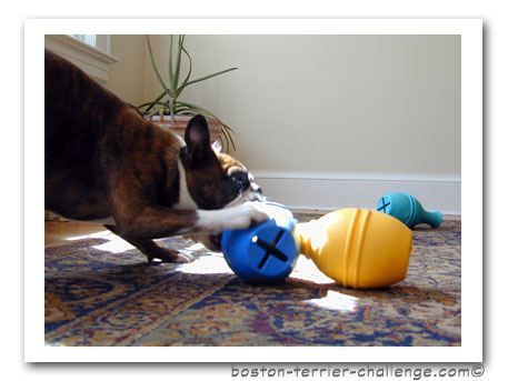 dog toy test canine genius
