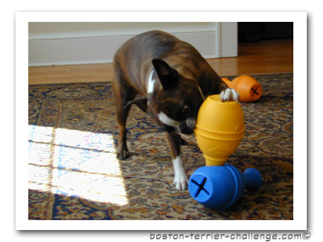dog toy test canine genius