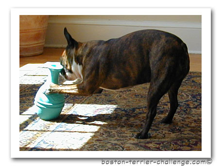 dog toy test canine genius