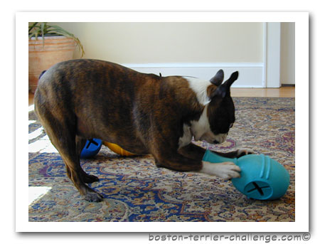 dog toy test canine genius