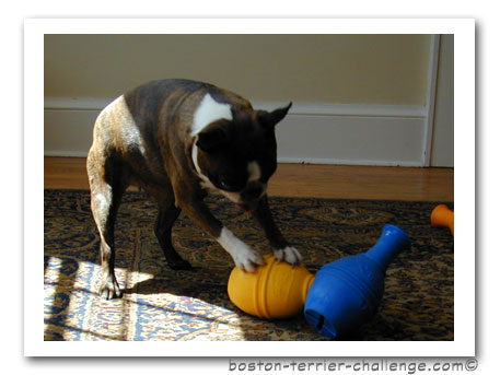 dog toy test canine genius