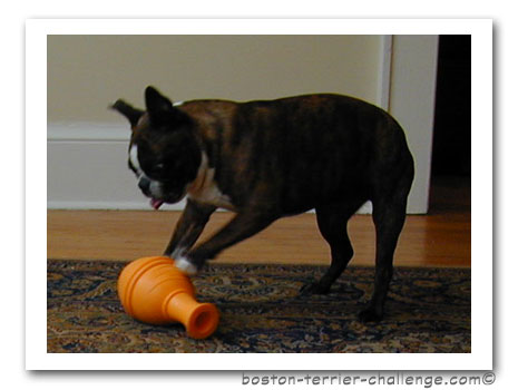 The Dog Geek: Puzzle Toy Review: Kong Genius Leo