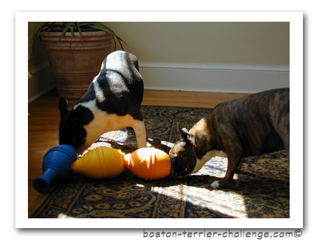 dog toy test canine genius