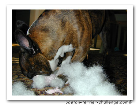emrys and loofah dog toy4