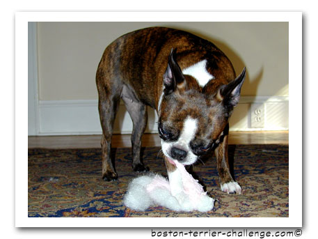 emrys and loofah dog toy3