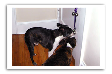 dogs ringing bells