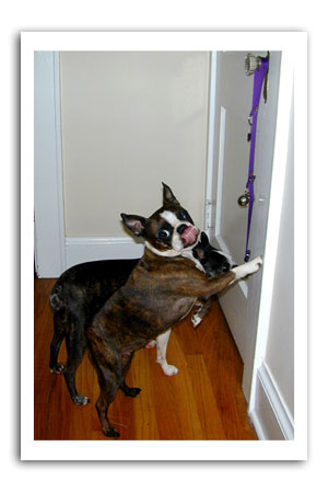 dog bells
