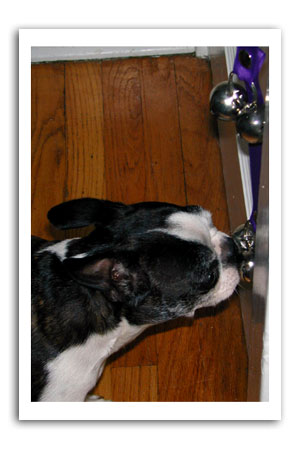 poochie bells