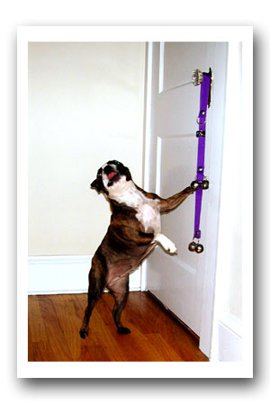 poochie bells