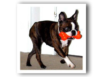 Bone Dog Toy | Chewy Checker